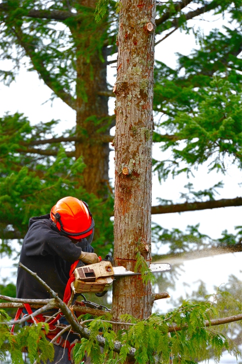 Тree service in Hamburg, AR Тree service