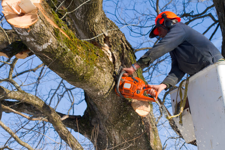 Tree service in Hamburg, AR Tree service